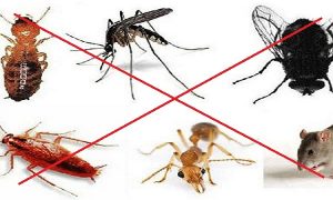 hướng dẫn xử lý diệt côn trùng