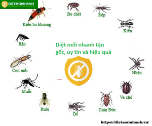 dịch vụ diệt côn trùng mối tại Tphcm